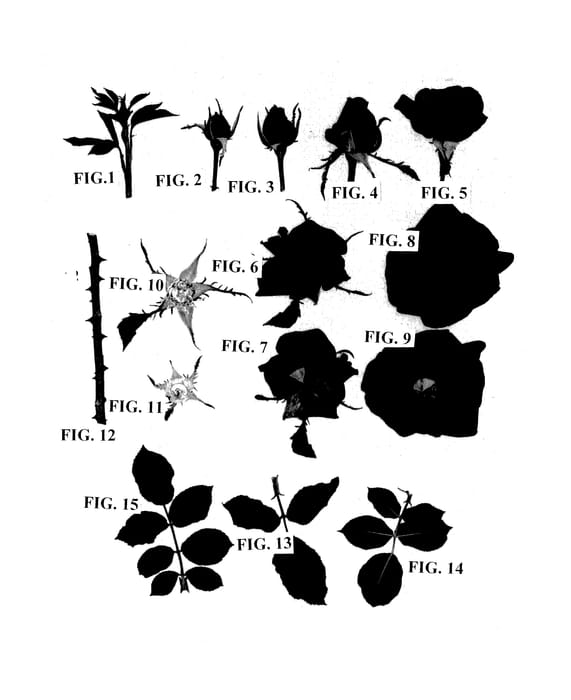 Figure 1 of US plant patent PP27810, the photograph of Meiceazar printed in the patent.