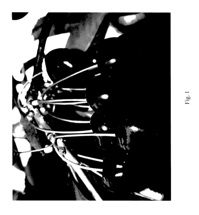 Figure 1 of US plant patent PP27811, the photograph of Areko printed in the patent.