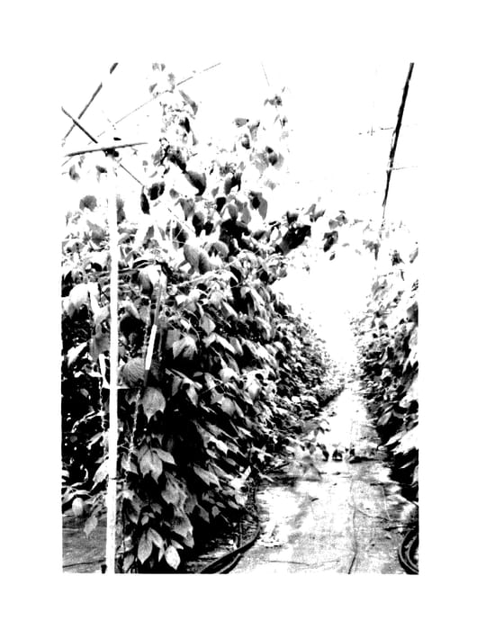 Figure 1 of US plant patent PP27812, the photograph of Advabemap printed in the patent.