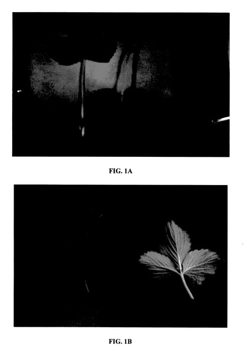 Figure 1 of US plant patent PP27813, the photograph of DrisStrawFortySeven printed in the patent.
