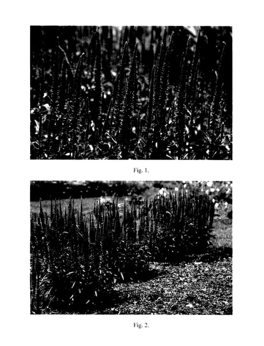 Figure 1 of US plant patent PP27814, the photograph of Spike printed in the patent.