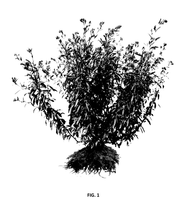 Figure 1 of US plant patent PP27815, the photograph of SW 201 printed in the patent.