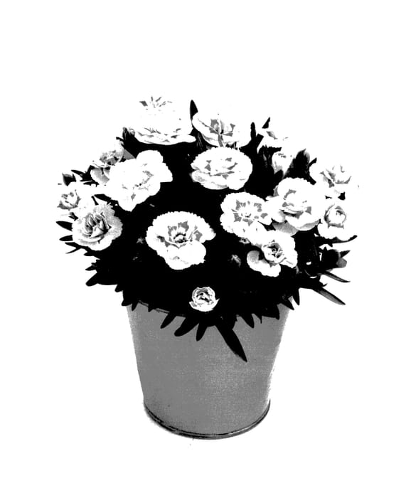 Figure 1 of US plant patent PP27817, the photograph of KLEDP15181 printed in the patent.