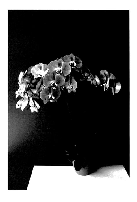 Figure 1 of US plant patent PP27818, the photograph of MI00202 printed in the patent.