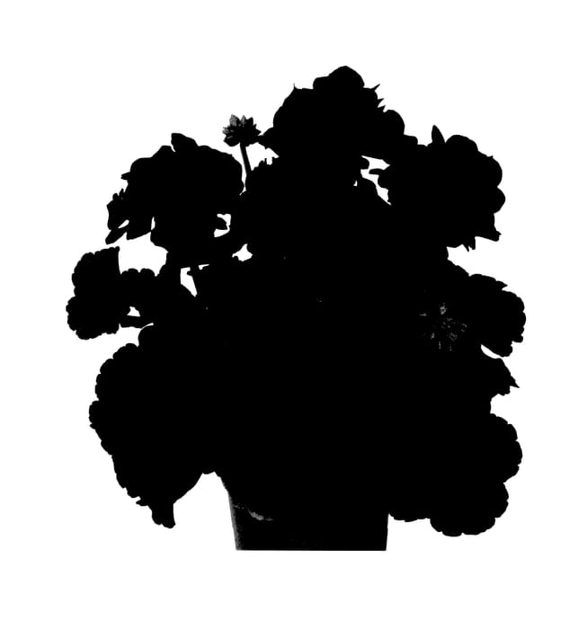 Figure 1 of US plant patent PP27819, the photograph of Duebezreimp printed in the patent.