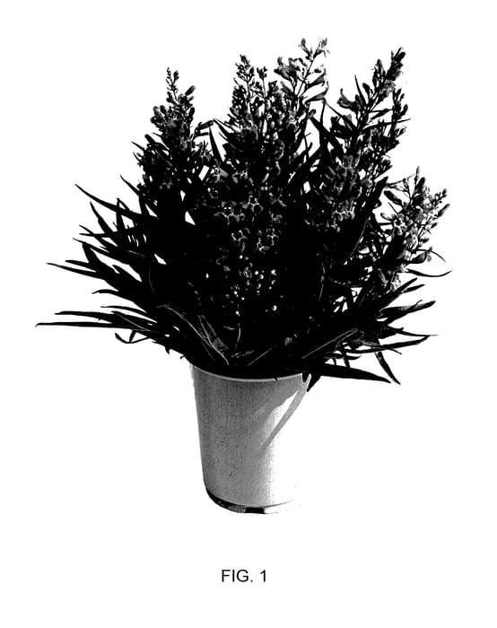 Figure 1 of US plant patent PP27820, the photograph of Novapenrub printed in the patent.