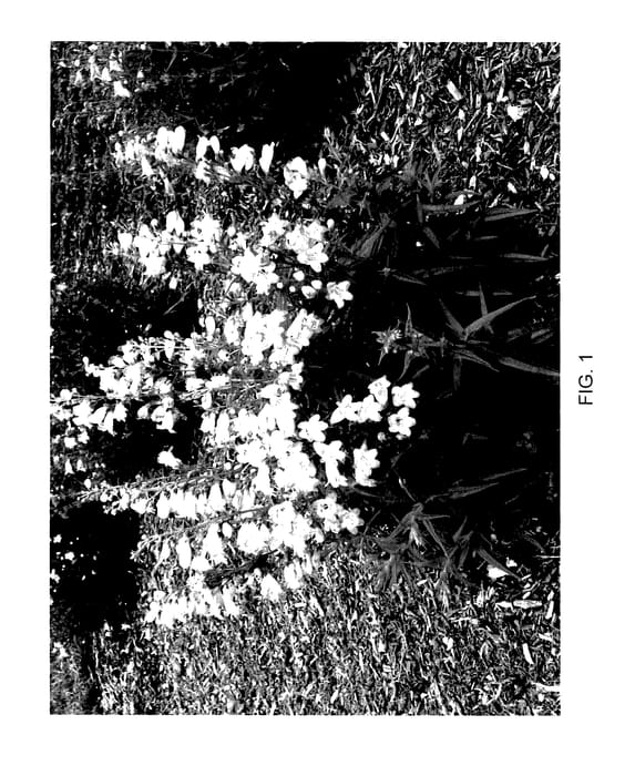 Figure 1 of US plant patent PP27821, the photograph of Novapename printed in the patent.