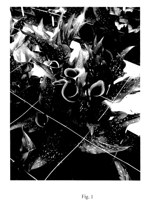 Figure 1 of US plant patent PP27822, the photograph of Red Charm printed in the patent.