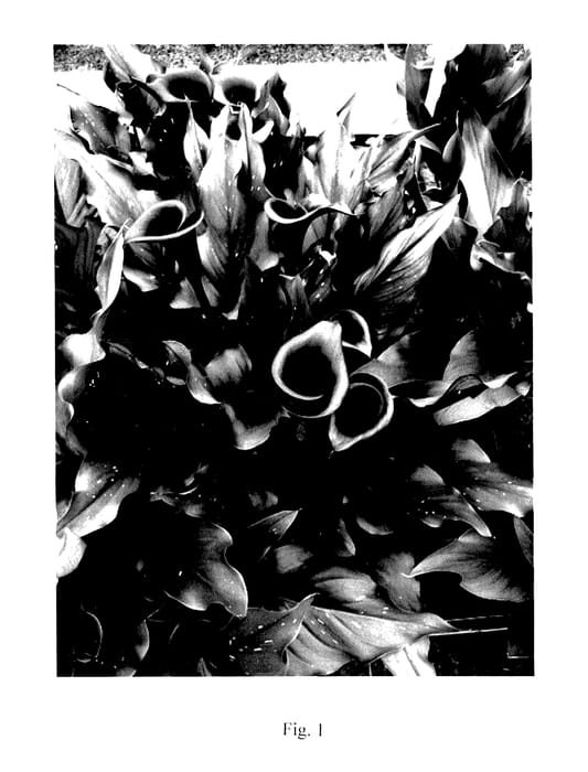 Figure 1 of US plant patent PP27823, the photograph of Memories printed in the patent.