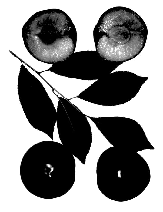 Figure 1 of US plant patent PP27824, the photograph of Kings Kat printed in the patent.