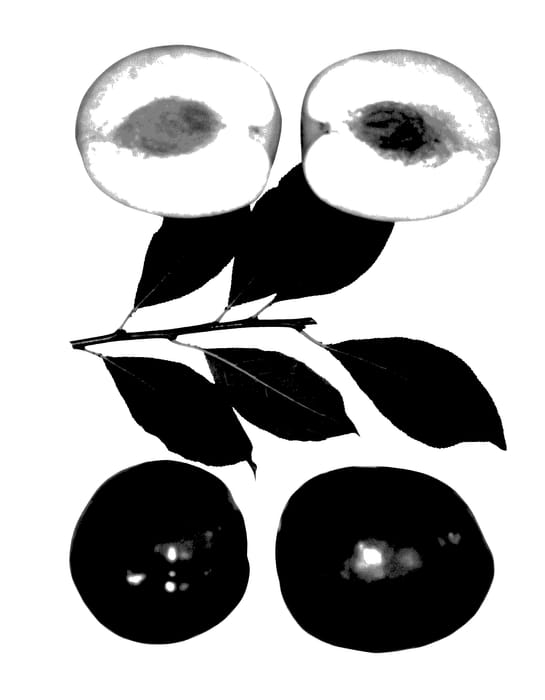 Figure 1 of US plant patent PP27825, the photograph of Autumn Charm printed in the patent.