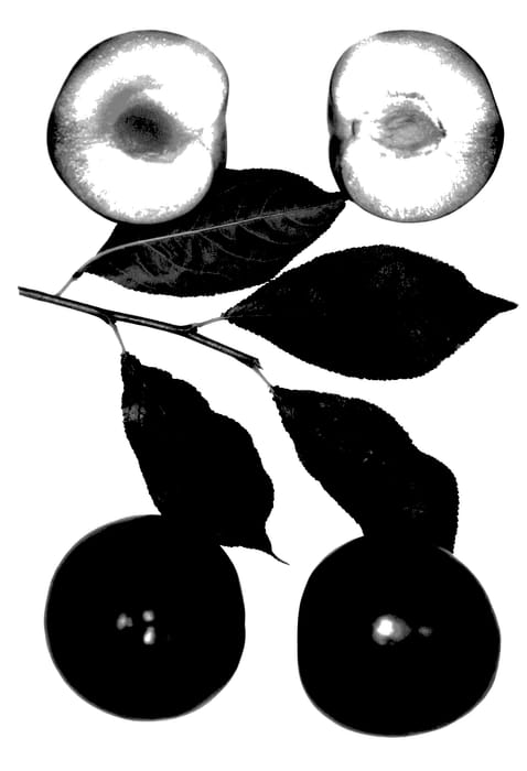 Figure 1 of US plant patent PP27826, the photograph of Bella Jean printed in the patent.