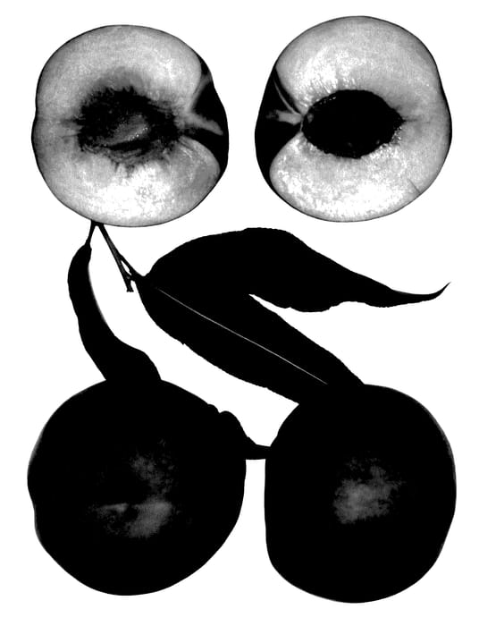 Figure 1 of US plant patent PP27827, the photograph of TAZ printed in the patent.