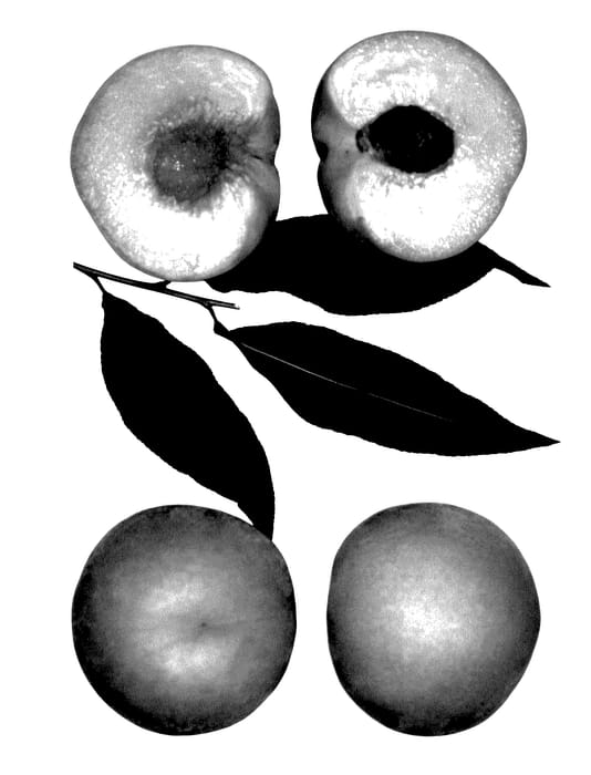 Figure 1 of US plant patent PP27828, the photograph of Peach tree named American printed in the patent.