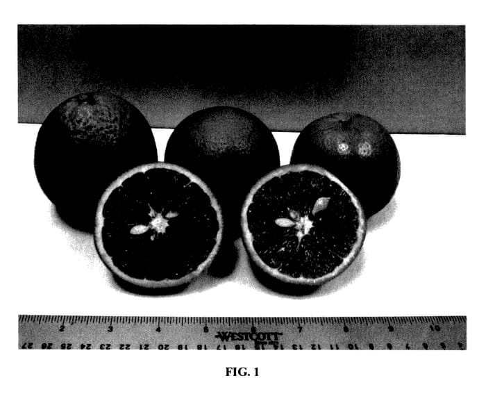 Figure 1 of US plant patent PP27829, the photograph of OLL-4 printed in the patent.