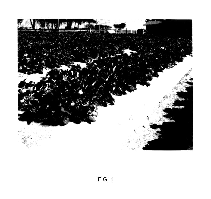 Figure 1 of US plant patent PP27830, the photograph of Cabrillo printed in the patent.