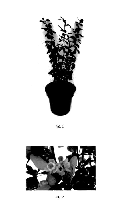 Figure 1 of US plant patent PP27831, the photograph of Orange Torch printed in the patent.