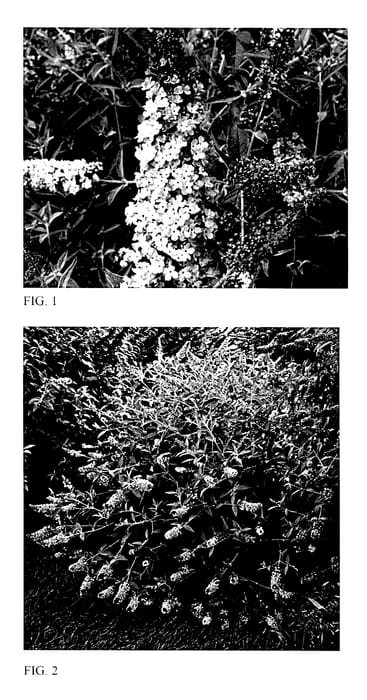 Figure 1 of US plant patent PP27832, the photograph of Glass Slippers printed in the patent.
