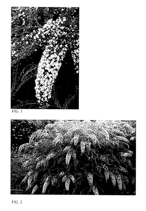 Figure 1 of US plant patent PP27833, the photograph of Wisteria Lane printed in the patent.