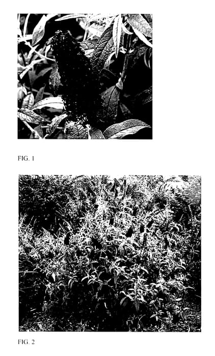 Figure 1 of US plant patent PP27834, the photograph of Dark Dynasty printed in the patent.