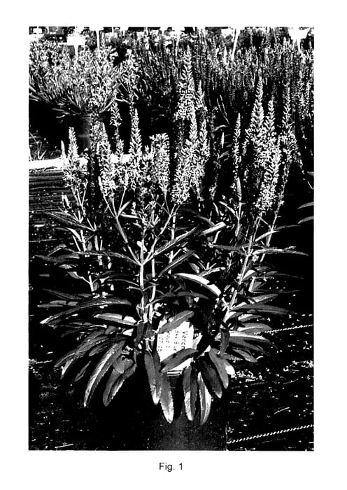 Figure 1 of US plant patent PP27835, the photograph of Novaversky printed in the patent.