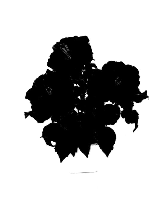 Figure 1 of US plant patent PP27836, the photograph of Adonicus Red printed in the patent.