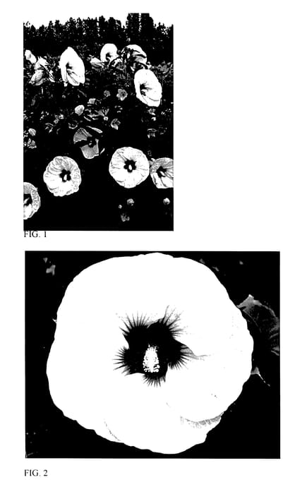 Figure 1 of US plant patent PP27837, the photograph of Mocha Moon printed in the patent.