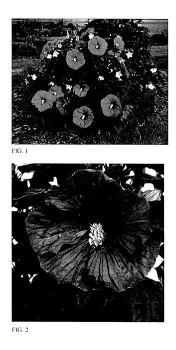 Figure 1 of US plant patent PP27838, the photograph of Mars Madness printed in the patent.