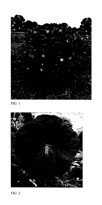 Figure 1 of US plant patent PP27839, the photograph of Vintage Wine printed in the patent.