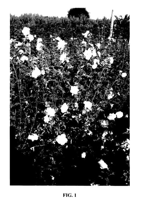 Figure 1 of US plant patent PP27840, the photograph of MINDOUB1 printed in the patent.