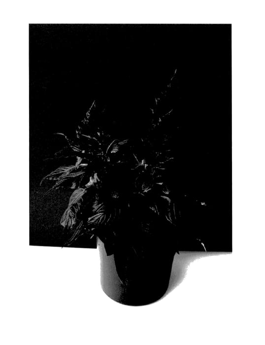Figure 1 of US plant patent PP27841, the photograph of BKCELFSC printed in the patent.