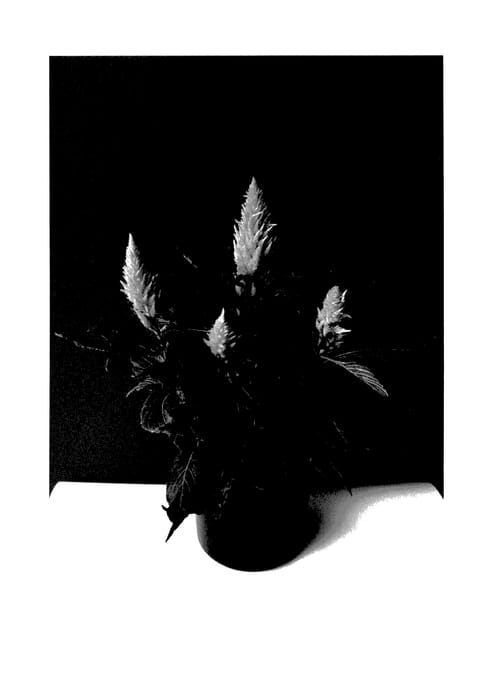 Figure 1 of US plant patent PP27842, the photograph of BKCELFYL printed in the patent.