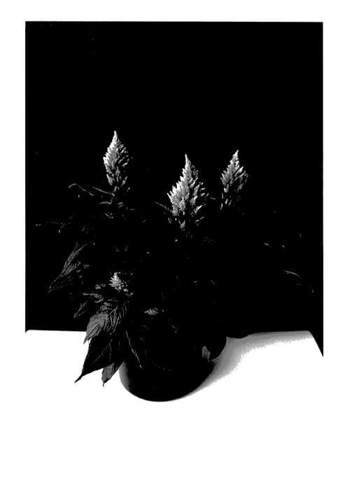 Figure 1 of US plant patent PP27843, the photograph of BKCELFLM printed in the patent.