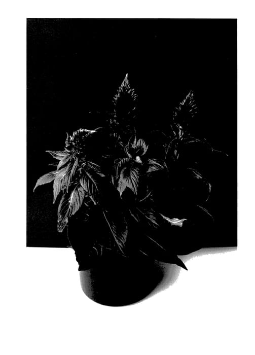 Figure 1 of US plant patent PP27844, the photograph of BKCELFPK printed in the patent.