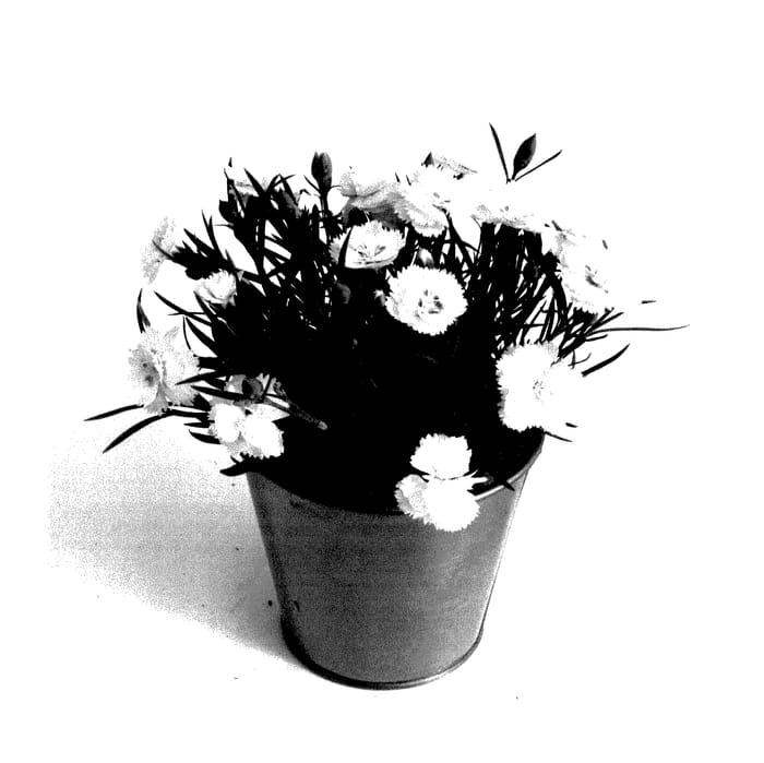 Figure 1 of US plant patent PP27845, the photograph of KLEDG14174 printed in the patent.