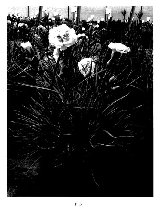 Figure 1 of US plant patent PP27846, the photograph of WP15 VAL11 printed in the patent.
