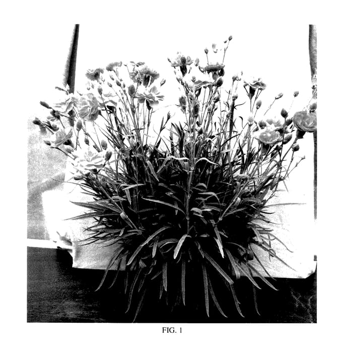 Figure 1 of US plant patent PP27847, the photograph of WP15 VAL12 printed in the patent.