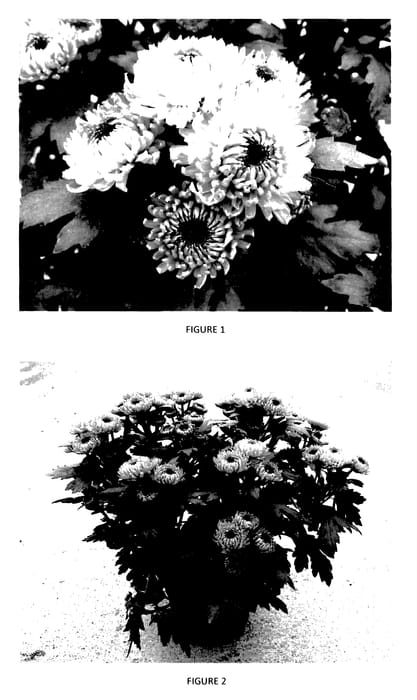 Figure 1 of US plant patent PP27848, the photograph of CIDZ0067 printed in the patent.