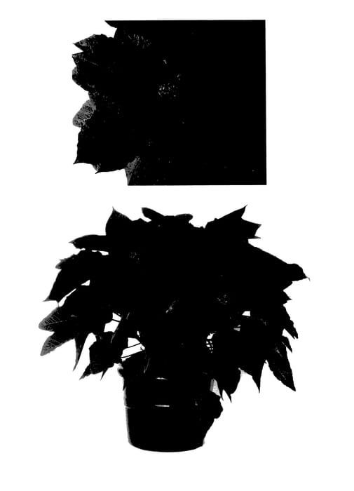 Figure 1 of US plant patent PP27849, the photograph of PER508 printed in the patent.