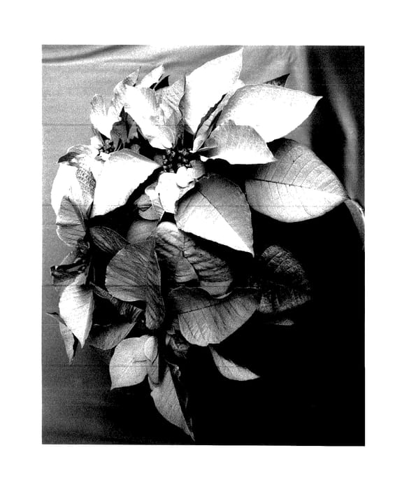 Figure 1 of US plant patent PP27850, the photograph of PER1409 printed in the patent.