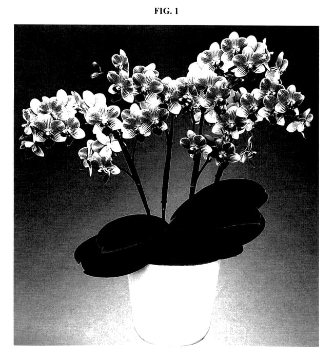 Figure 1 of US plant patent PP27851, the photograph of Summersong printed in the patent.