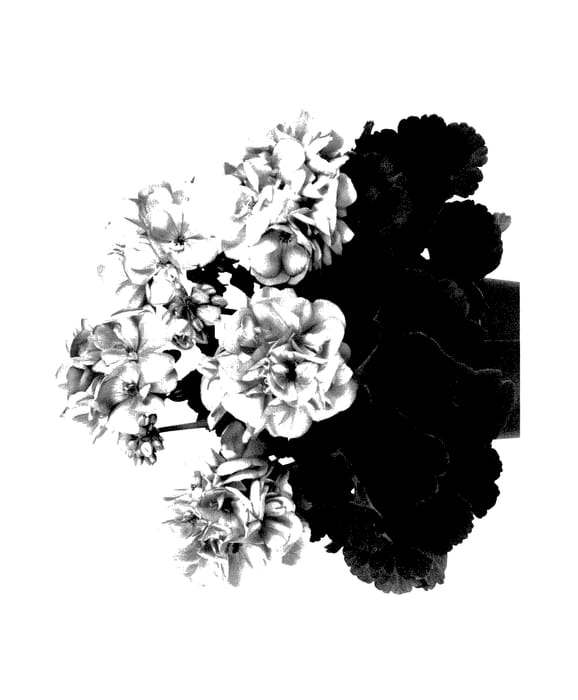 Figure 1 of US plant patent PP27852, the photograph of Duebezpinimp printed in the patent.