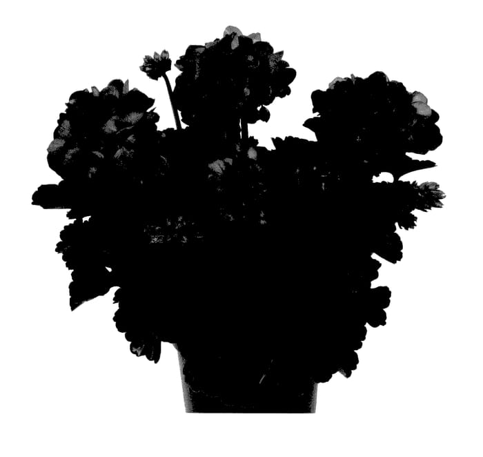 Figure 1 of US plant patent PP27853, the photograph of Duebezfubuimp printed in the patent.