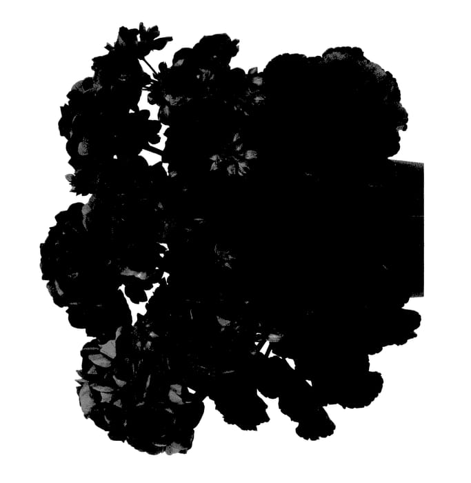 Figure 1 of US plant patent PP27854, the photograph of Duebezneoimp printed in the patent.