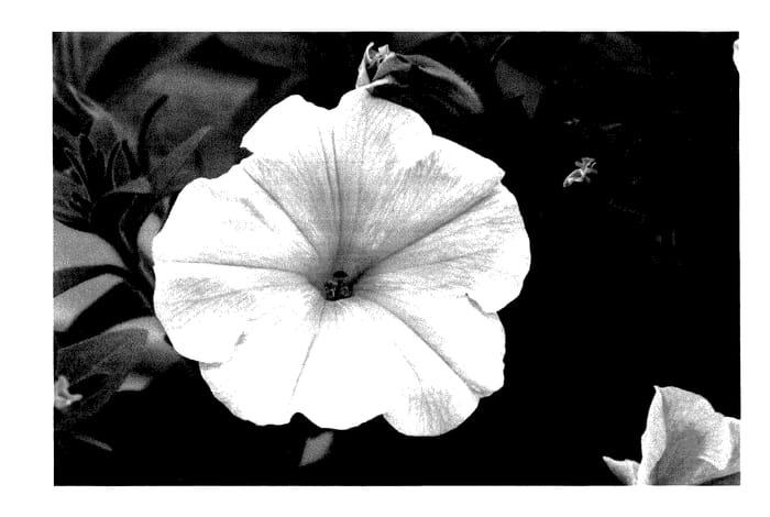 Figure 1 of US plant patent PP27855, the photograph of KLEPH15261 printed in the patent.