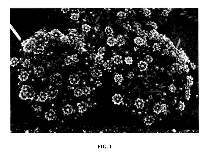Figure 1 of US plant patent PP27857, the photograph of Enchanted Eve printed in the patent.