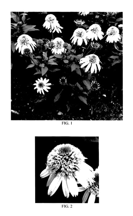 Figure 1 of US plant patent PP27858, the photograph of Balsclemc printed in the patent.