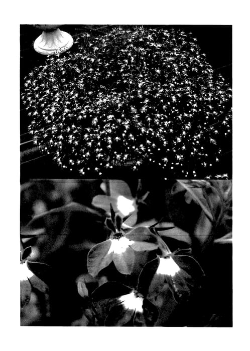 Figure 1 of US plant patent PP27859, the photograph of Lobelia plant named Sunlobe Torebu printed in the patent.