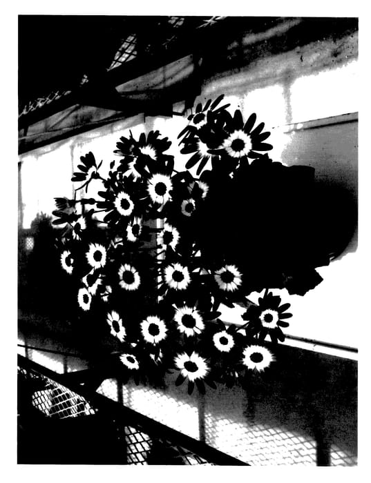 Figure 1 of US plant patent PP27861, the photograph of Sunsenebubakai printed in the patent.