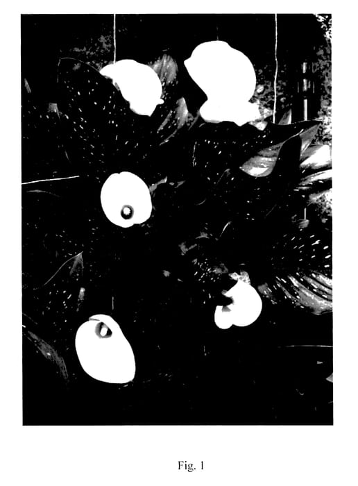 Figure 1 of US plant patent PP27862, the photograph of Universe printed in the patent.